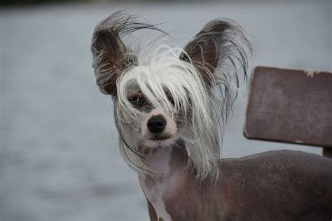 10 Rare Hairless Dog Breeds (All Hairless Dogs)