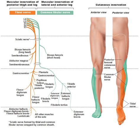 Sacral plexus tibial nerve common fibular nerve. #neurology #neurologie ...