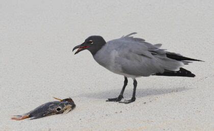 Lava gull - Galapagos Conservation Trust