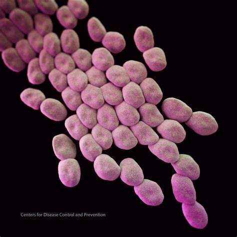 Newsroom Image Library - Disease Agents | CDC Online Newsroom | CDC