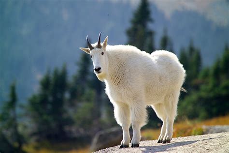 Mountain Goat Resource Brief (U.S. National Park Service)