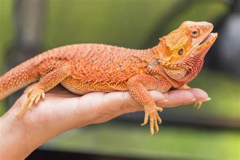 Pogona: hábitos, características e curiosidades deste pet | Guia Animal