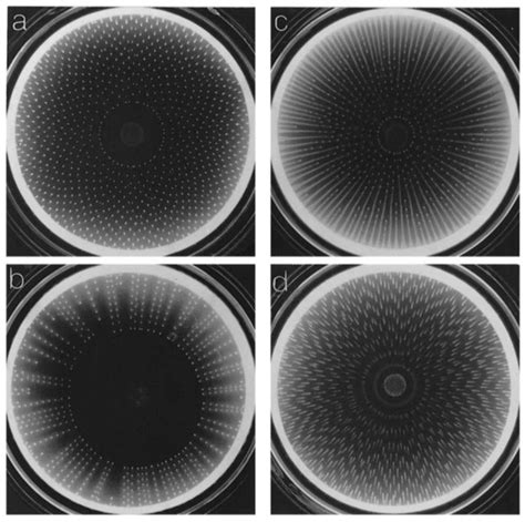 Bacterial colony formation [9, Chapter 5]. Each panel is approximately ...