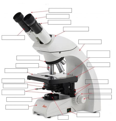 Lab Using A Compound Light Microscope Key | Americanwarmoms.org