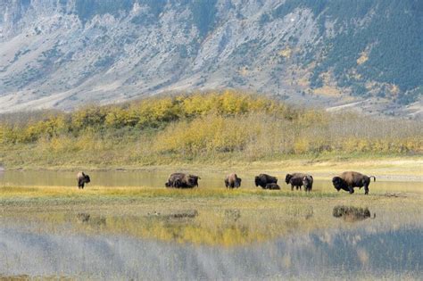 Bison vs Buffalo: What is the Difference Between These Bovidae?