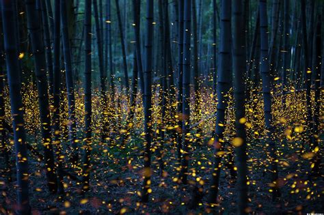 Free download Fireflies 4K wallpaper [4176x2777] for your Desktop ...