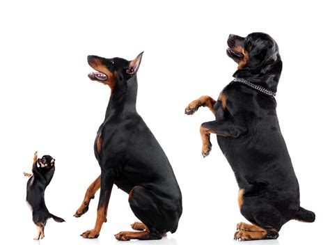 Doberman vs Rottweiler: Which Makes a Better Family Pet?