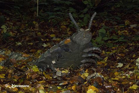 Life Before the Dinosaurs: Arthropleura.