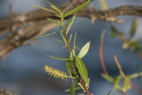 Red Willow - Truckee River Guide