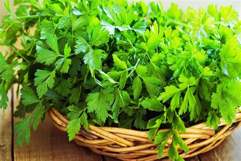 What is Parsley? - Definition, Benefits, Varieties, and More