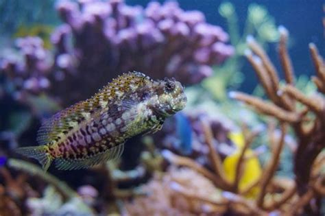 Lawnmower Blenny care: diet, reef safe, description & facts