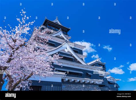 Kumamoto Castle and cherry blossoms Stock Photo - Alamy