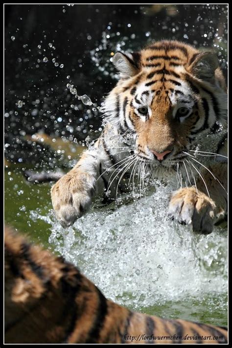 Tiger attack by AF--Photography on DeviantArt in 2020 | This or that ...