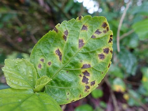 Hibiscus Diseases | Plant Addicts