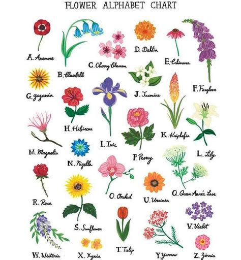 Types of flowers according to the alphabet 🌹🌷🌺🌼🙏 | Flower alphabet, Flower names, Flower ...