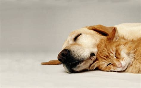 Adult yellow Labrador Retriever sleeping beside orange Tabby cat HD ...