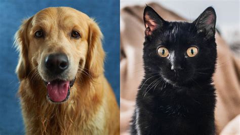 How to take TikTok’s viral ‘Black Cat or Golden Retriever’ quiz - Dexerto