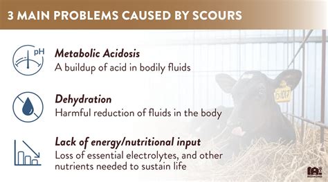 How To Naturally Treat and prevent Scours in Calves