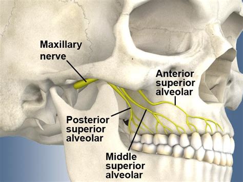 Psa Nerve Block Landmarks - mapasebab