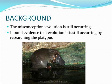 PPT - EVOLUTION OF THE PLATYPUS PowerPoint Presentation, free download ...