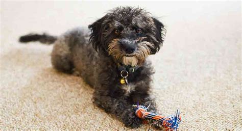 Yorkie Bichon Mix - Is The Yorkie Chon Right For You?