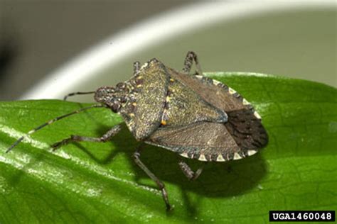 Invasive stink bug could cause major damage to Okanagan crops | CBC News