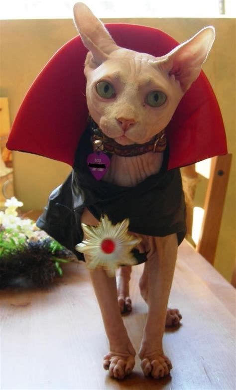 8 best Sphynx Cat Costumes images on Pinterest | Sphynx, Sphynx cat and ...