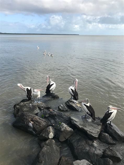 Pelicans on the Cairns Esplanade - Just another day at the office - CAIRNS AIRPORT SHUTTLE BUS ...