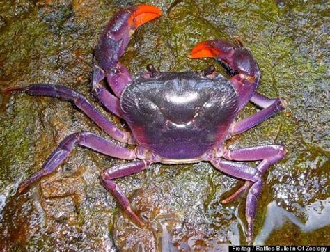 Purple Crabs, Including Insulamon Palawanense, Discovered In Palawan, Philippines (PHOTOS ...