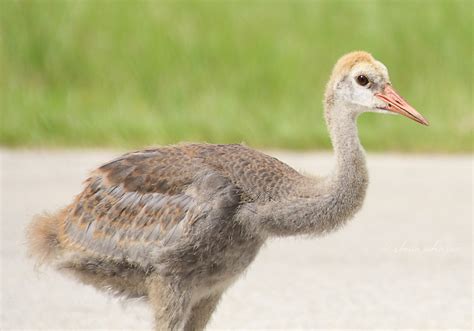 Big Birds { and Their Offspring } - Nature's Folio