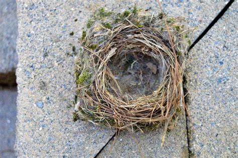 Chickadee Nest – Bird Ready(TM)