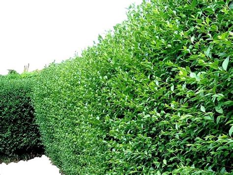 Best 06 Types Of Trees Evergreen Hedges | GARDENS NURSERY