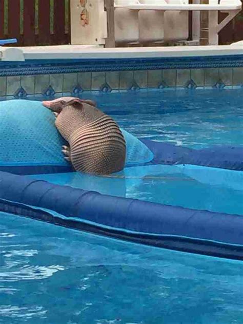 Armadillo Spotted Lounging On A Floaty In Family's Swimming Pool - The Dodo