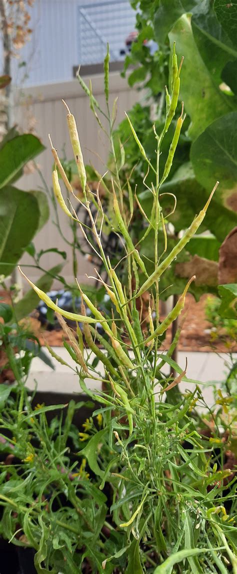 Mesclun Lettuce Mix Seeds 30ct Organic 2020 crop | Etsy