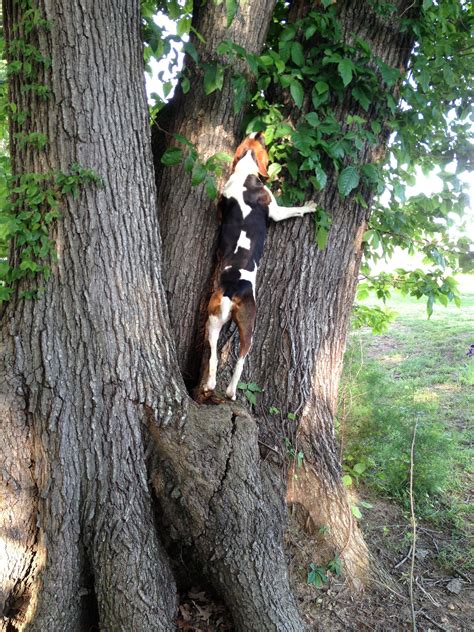 Pin on Treeing walker coon hounds