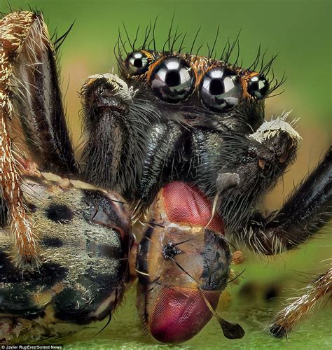 Javier Rupérez takes close up photos of spiders | Daily Mail Online