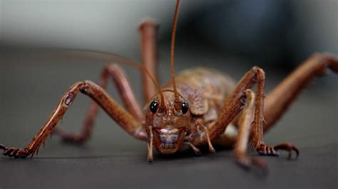 Wētāpunga | New Zealand's Giant Endangered Insect | Auckland Zoo