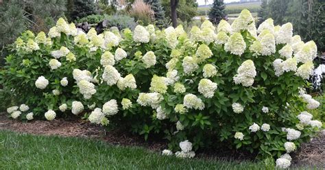 Limelight Hydrangea | Grimm's Gardens