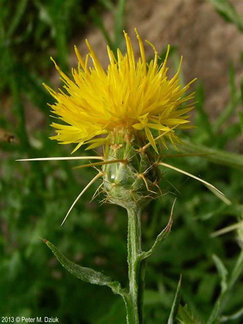 Centaurea solstitialis (Yellow Starthistle): Minnesota Wildflowers