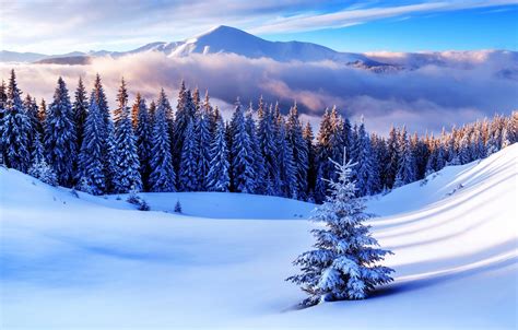 Wallpaper winter, forest, snow, snowflakes, tree, nature, winter, snow images for desktop ...