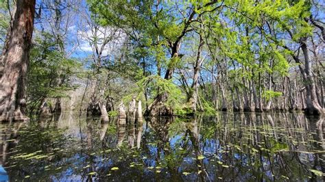 Ebenezer Creek from Tommy Long | Paddling.com