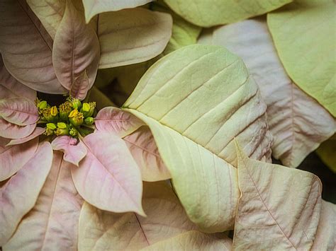 Gorgeous New Poinsettia Varieties to Keep Holiday Spirits Bright - Sunset