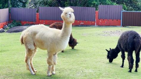 Beautiful White Black Alpaca On Farm Stock Footage Video (100% Royalty-free) 1082705476 ...