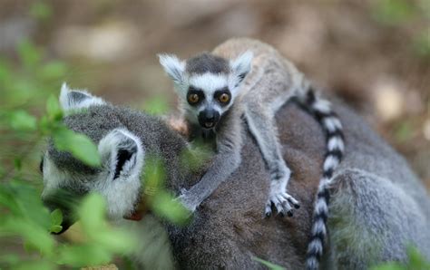 INFANT ANNOUNCEMENT: Meet ring-tailed lemurs Scout and Atticus - Duke ...