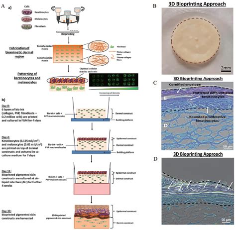 (A-a) Schematic drawing of a two-step bioprinting strategy for design... | Download Scientific ...