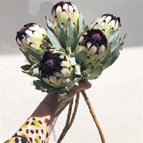 Protea | Protea flower, Contemporary flower arrangements, Flower ...