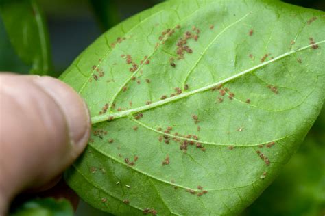 How to Get Rid of Aphids: Aphids on Indoor House Plants