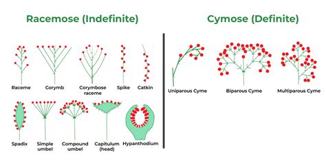 Inflorescence - Definition, Types, Classification, and Importance