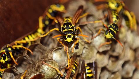 How to Get Rid of Yellow Jackets in the Ground - Deal With Pests