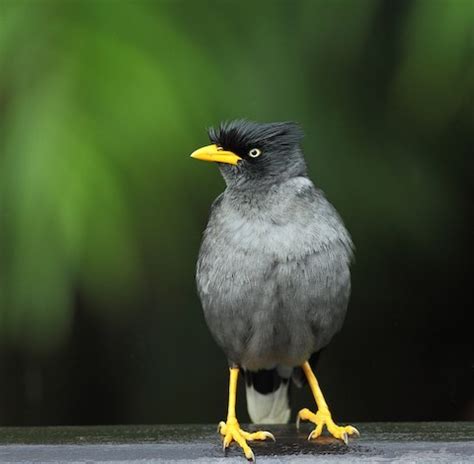 Javan Myna – birdfinding.info